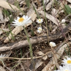 Hyalosperma praecox at Deep Lead, VIC - 13 Oct 2023 02:55 PM