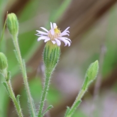 Vittadinia cuneata var. cuneata (Fuzzy New Holland Daisy) at Beechworth, VIC - 15 Oct 2023 by KylieWaldon