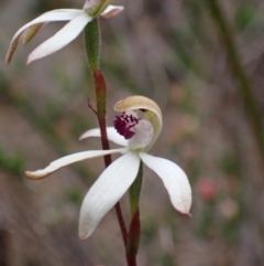 Caladenia cucullata at Stawell, VIC - suppressed