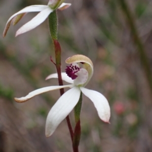 Caladenia cucullata at Stawell, VIC - 13 Oct 2023