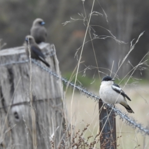 Lalage tricolor at Tuggeranong, ACT - 15 Oct 2023 12:12 PM