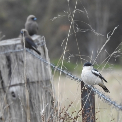 Lalage tricolor (White-winged Triller) at Lions Youth Haven - Westwood Farm A.C.T. - 15 Oct 2023 by HelenCross