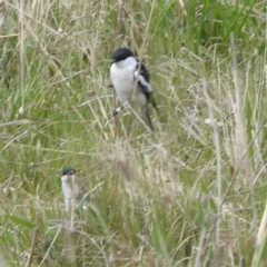 Lalage tricolor at Tuggeranong, ACT - 15 Oct 2023 12:12 PM