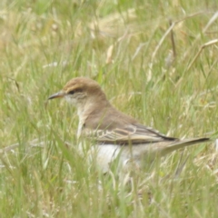 Lalage tricolor at Tuggeranong, ACT - 15 Oct 2023 12:12 PM