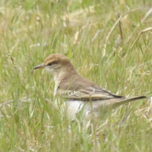 Lalage tricolor at Tuggeranong, ACT - 15 Oct 2023 12:12 PM