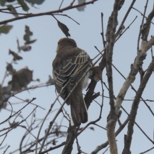 Lalage tricolor at Tuggeranong, ACT - 15 Oct 2023 12:12 PM