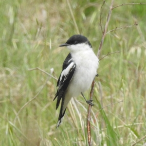 Lalage tricolor at Tuggeranong, ACT - 15 Oct 2023 12:12 PM