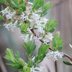 Brachyloma daphnoides (Daphne Heath) at Beechworth, VIC - 15 Oct 2023 by KylieWaldon