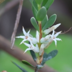 Brachyloma daphnoides at Beechworth, VIC - 15 Oct 2023