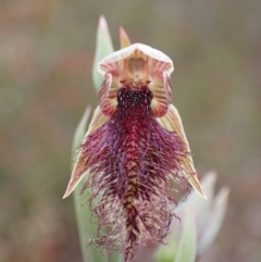 Calochilus robertsonii (Beard Orchid) at Deep Lead Nature Conservation Reserve - 13 Oct 2023 by AnneG1