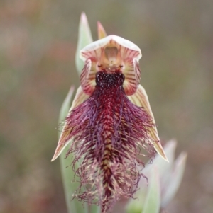 Calochilus robertsonii at Stawell, VIC - 13 Oct 2023