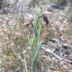 Calochilus robertsonii at Stawell, VIC - suppressed