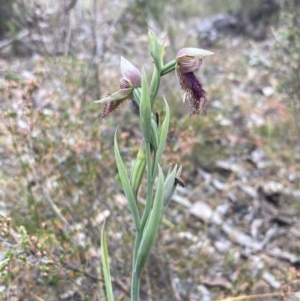 Calochilus robertsonii at Stawell, VIC - 13 Oct 2023