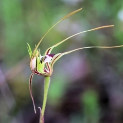 Caladenia tentaculata (Fringed Spider Orchid) at Beechworth, VIC - 14 Oct 2023 by KylieWaldon