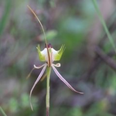 Caladenia tentaculata at Beechworth, VIC - suppressed