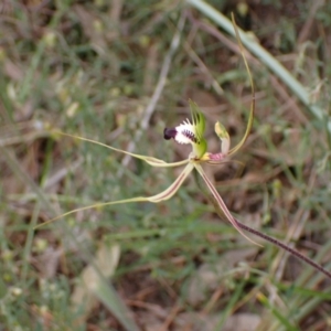 Caladenia tentaculata at Stawell, VIC - suppressed