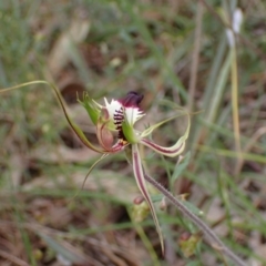 Caladenia tentaculata at Stawell, VIC - suppressed