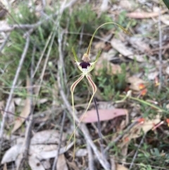 Caladenia tentaculata at Stawell, VIC - 13 Oct 2023