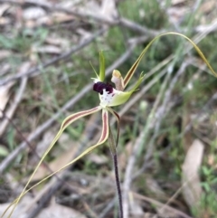 Caladenia tentaculata at Stawell, VIC - suppressed