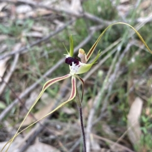 Caladenia tentaculata at Stawell, VIC - suppressed