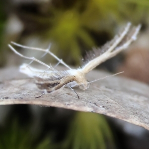 Sinpunctiptilia emissalis at Beechworth, VIC - 15 Oct 2023