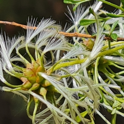 Clematis leptophylla (Small-leaf Clematis, Old Man's Beard) at Isaacs, ACT - 15 Oct 2023 by Mike