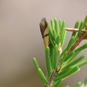 Opogona stereodyta at Beechworth, VIC - 15 Oct 2023 09:47 AM