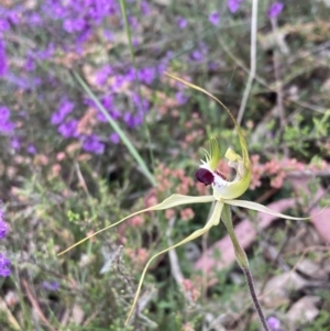 Caladenia tentaculata at Stawell, VIC - suppressed