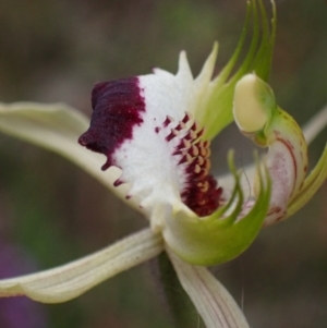 Caladenia tentaculata at Stawell, VIC - suppressed