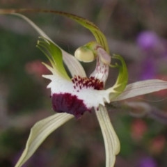 Caladenia tentaculata at Stawell, VIC - suppressed