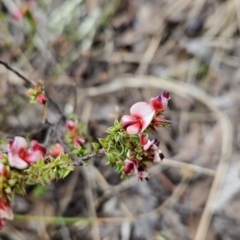 Pultenaea procumbens (Bush Pea) at Point 14 - 15 Oct 2023 by BethanyDunne