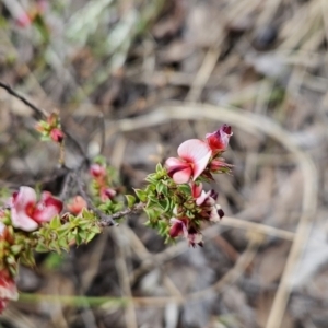 Pultenaea procumbens at Canberra Central, ACT - 15 Oct 2023