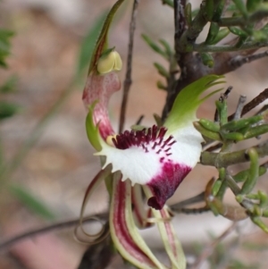 Caladenia tentaculata at Stawell, VIC - suppressed