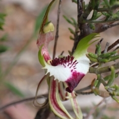 Caladenia tentaculata (Fringed Spider Orchid) at Deep Lead Nature Conservation Reserve - 13 Oct 2023 by AnneG1