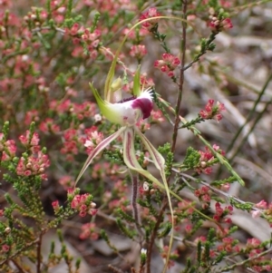 Caladenia tentaculata at Stawell, VIC - suppressed