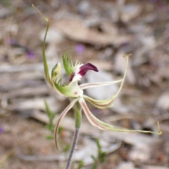 Caladenia tentaculata at Stawell, VIC - suppressed