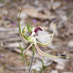 Caladenia tentaculata at Stawell, VIC - suppressed