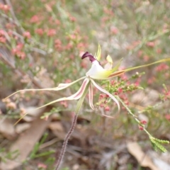 Caladenia tentaculata at Stawell, VIC - suppressed