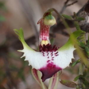 Caladenia tentaculata at Stawell, VIC - suppressed