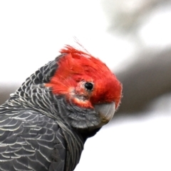 Callocephalon fimbriatum (identifiable birds) (Gang-gang Cockatoo (named birds)) at GG139 - 15 Oct 2023 by davidcunninghamwildlife