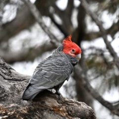 Callocephalon fimbriatum (identifiable birds) at Deakin, ACT - 15 Oct 2023