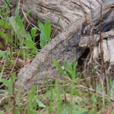 Pogona barbata (Eastern Bearded Dragon) at Murrumbateman, NSW - 15 Oct 2023 by SandraH