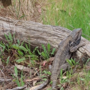 Pogona barbata at Murrumbateman, NSW - 15 Oct 2023