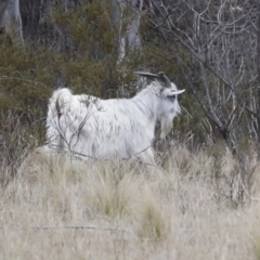 Capra hircus (Goat) at Chakola, NSW - 15 Oct 2023 by AlisonMilton
