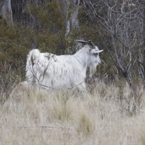 Capra hircus at Chakola, NSW - 15 Oct 2023 12:32 PM