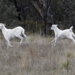 Capra hircus at Chakola, NSW - 15 Oct 2023 12:32 PM