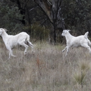 Capra hircus at Chakola, NSW - 15 Oct 2023