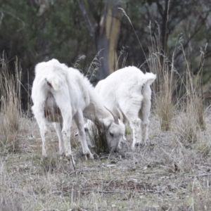 Capra hircus at Chakola, NSW - 15 Oct 2023 12:32 PM