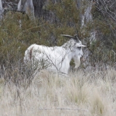 Capra hircus at Chakola, NSW - 15 Oct 2023
