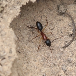 Camponotus nigriceps at Chakola, NSW - 15 Oct 2023 11:55 AM